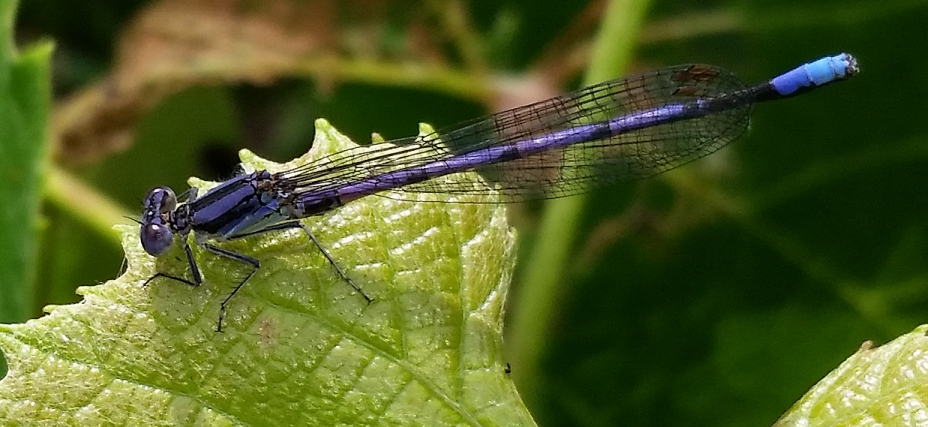 Dragonfly_32.jpg