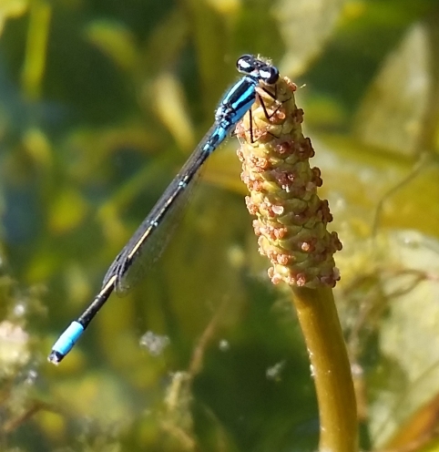 Dragonfly_5.jpg