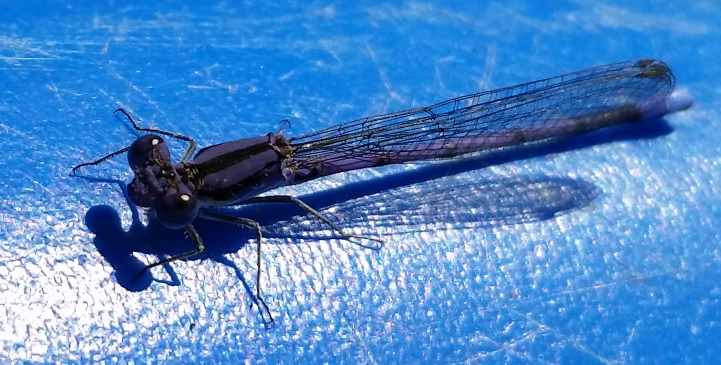 Dragonfly_6.jpg