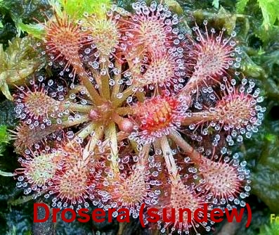 Drosera.jpg