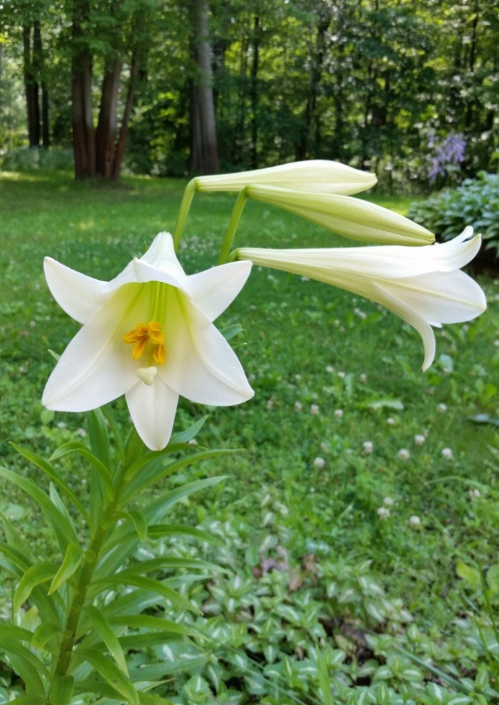 Easter_Lily_1.jpg