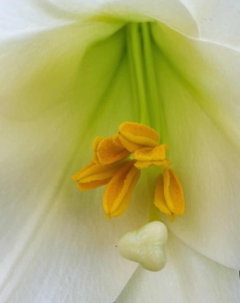 Easter_Lily_2.jpg