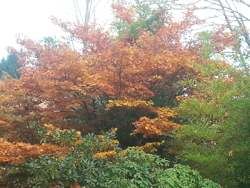 Fall_maple_1_1_.jpg