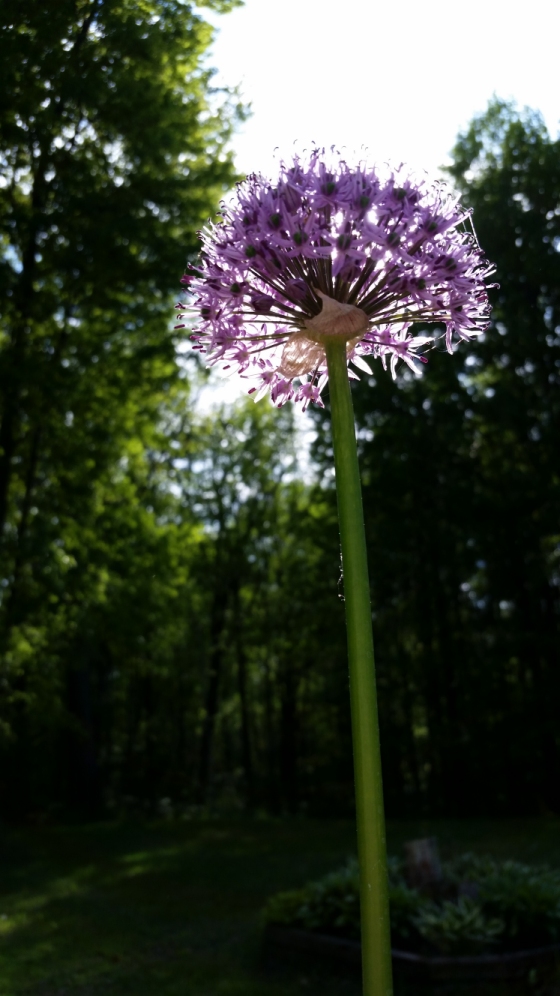 Flower_in_the_sun_1.jpg