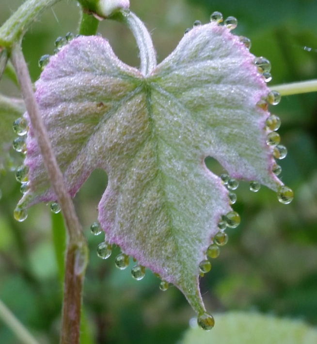 Grape_Leaf_2.jpg