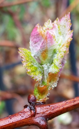 Grape_Leaves_1.jpg