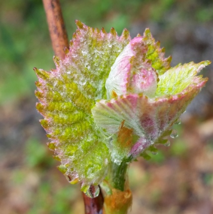 Grape_Leaves_2.jpg