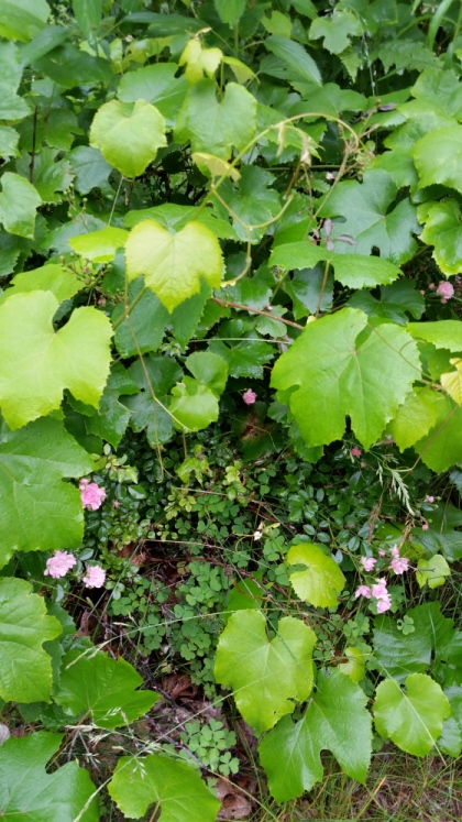 Grape_vines_tea_roses.jpg