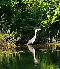 Great_Blue_Heron.jpg