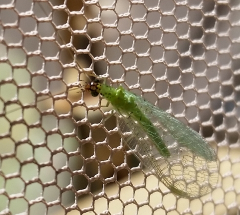 Green_Bug1.jpg