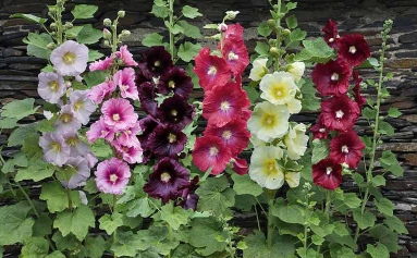 Hollyhocks.jpg