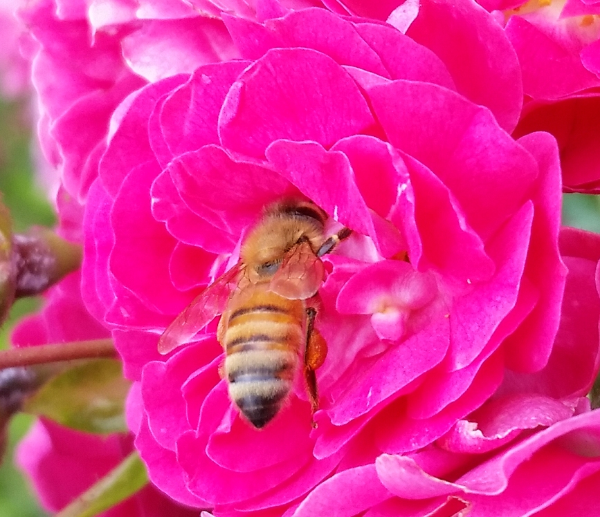 Honey_bee_rose_1.jpg