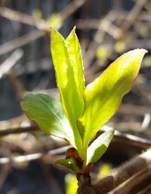 Honeysuckle_bud.jpg