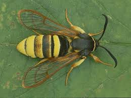 Hornet_moth.png