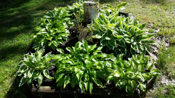 Hostas1.jpg