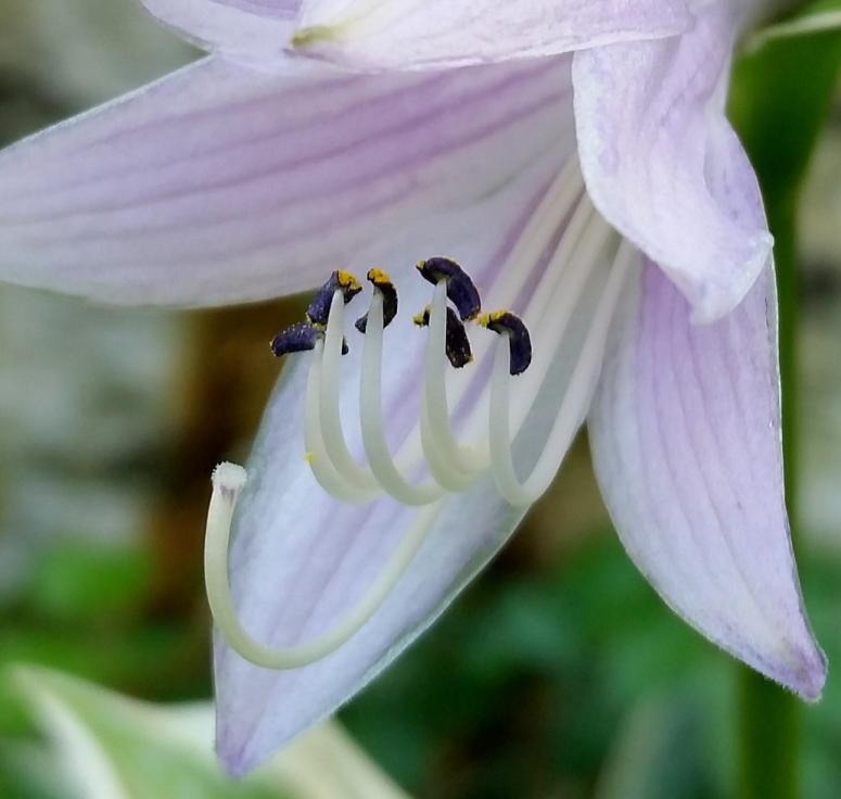 Hostas5.jpg