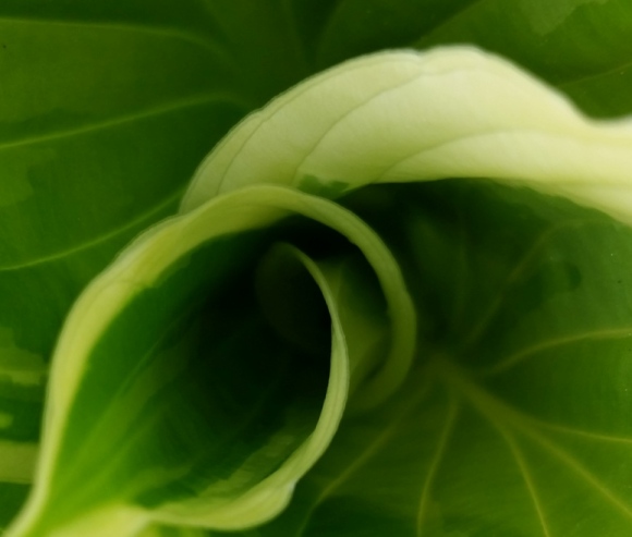 Hostas_111.jpg