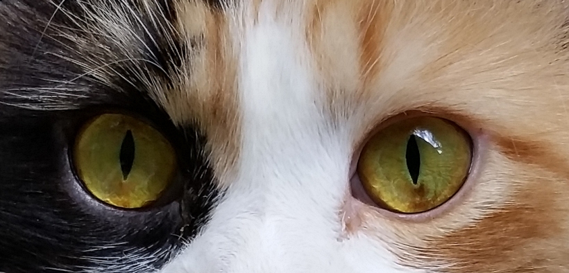 Kitty_Eyes.jpg