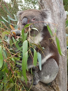 Koala1.jpg