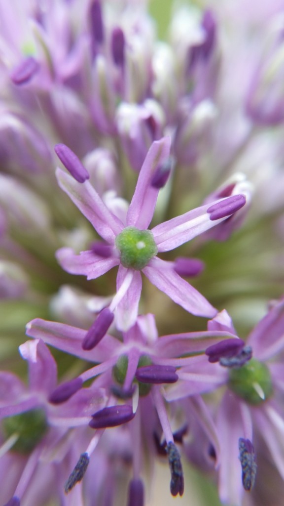 Lavender_flower.jpg