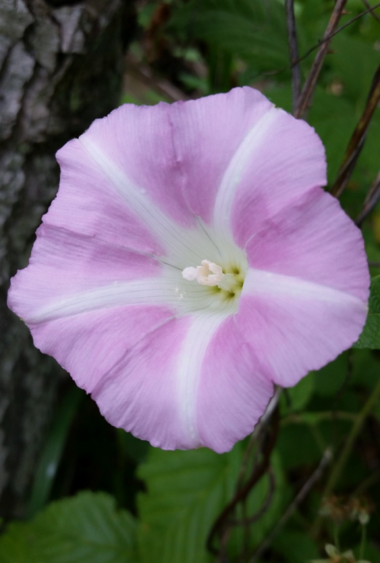 Morning_glory_11.jpg