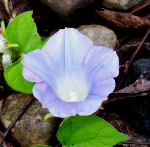 Morning_glory_22.jpg