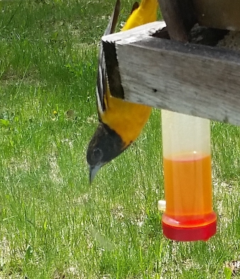 Oriole_feeding_1.jpg