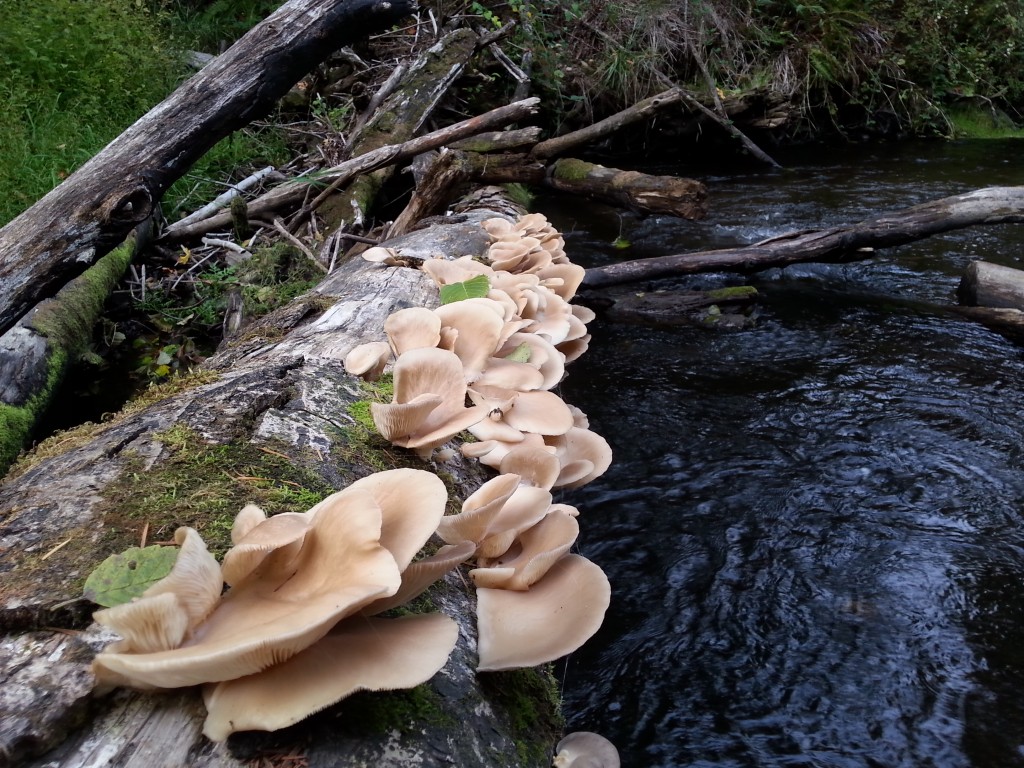 Oyster_mushrooms.jpg