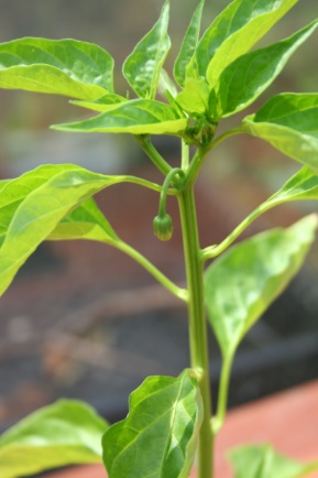 Padron_flower1.jpg