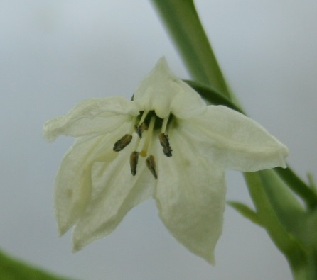 Padron_flower_1.jpg