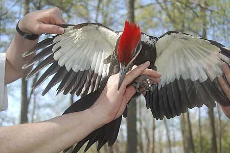 Pileated.jpg