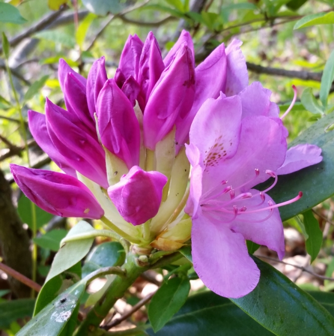 Rhododendrons_1.jpg