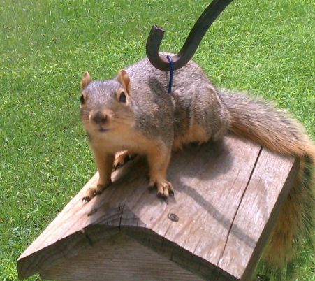 Squirrel1.jpg