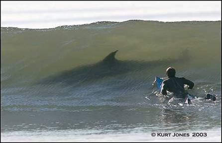 Surfer_with_shark.jpg