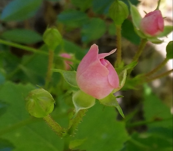 Tea_Rose_bud.jpg