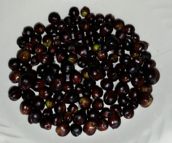 Tiger_lily_seeds.jpg