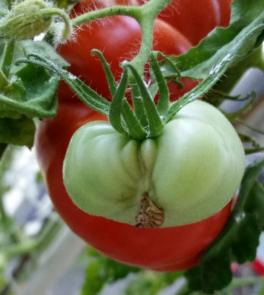 Tomato_porn.jpg