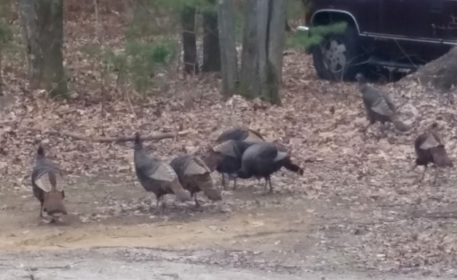 Turkeys_1.jpg