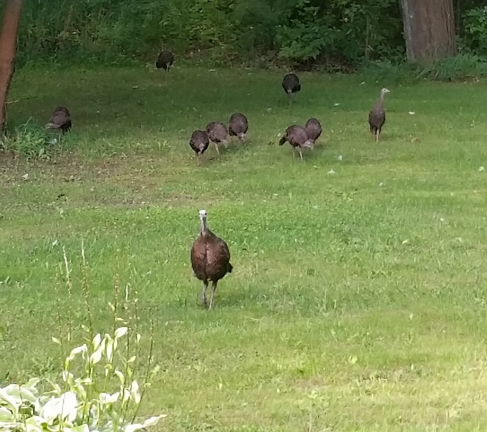 Turkeys_8-16_1.jpg