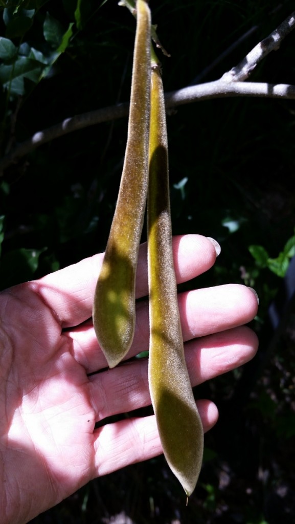 Wisteria_Seed_Pods_1.jpg