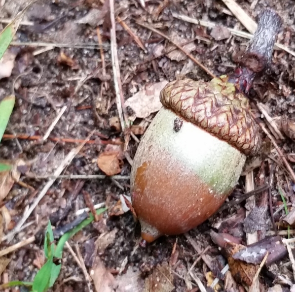 acorn.jpg