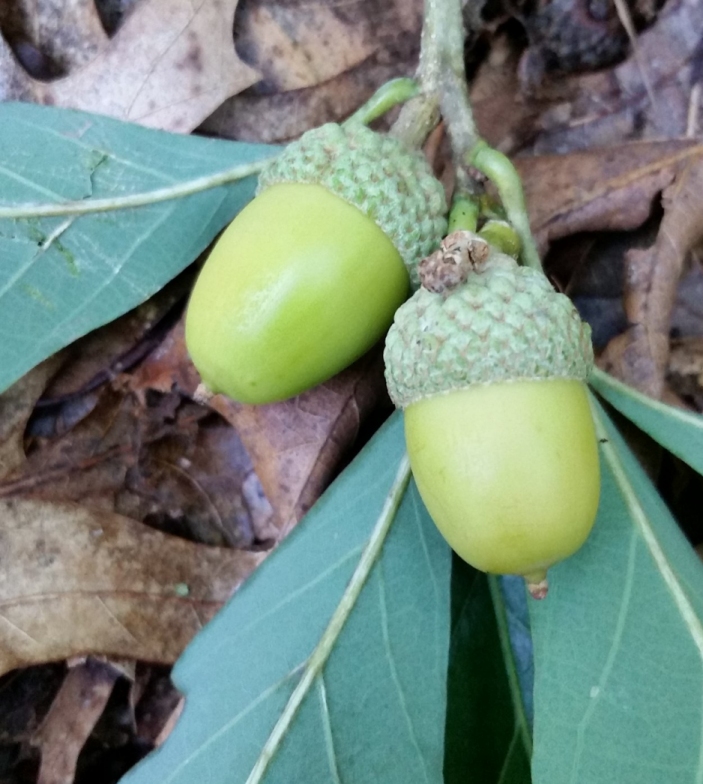 acorns.jpg