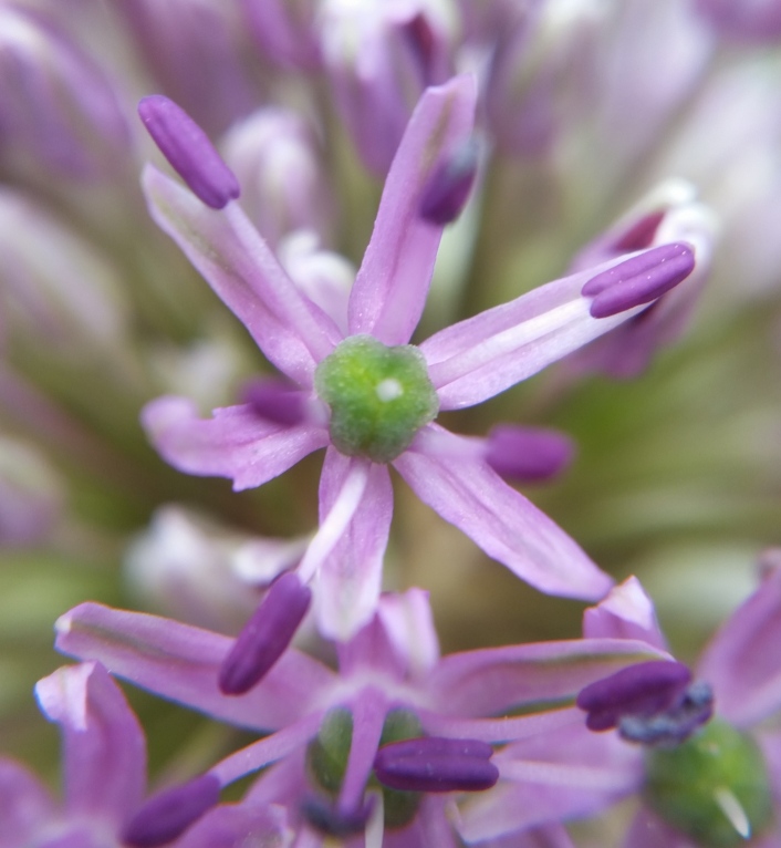 allium_2.jpg