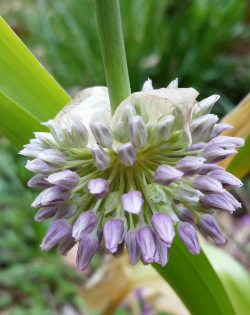 allium_3.jpg