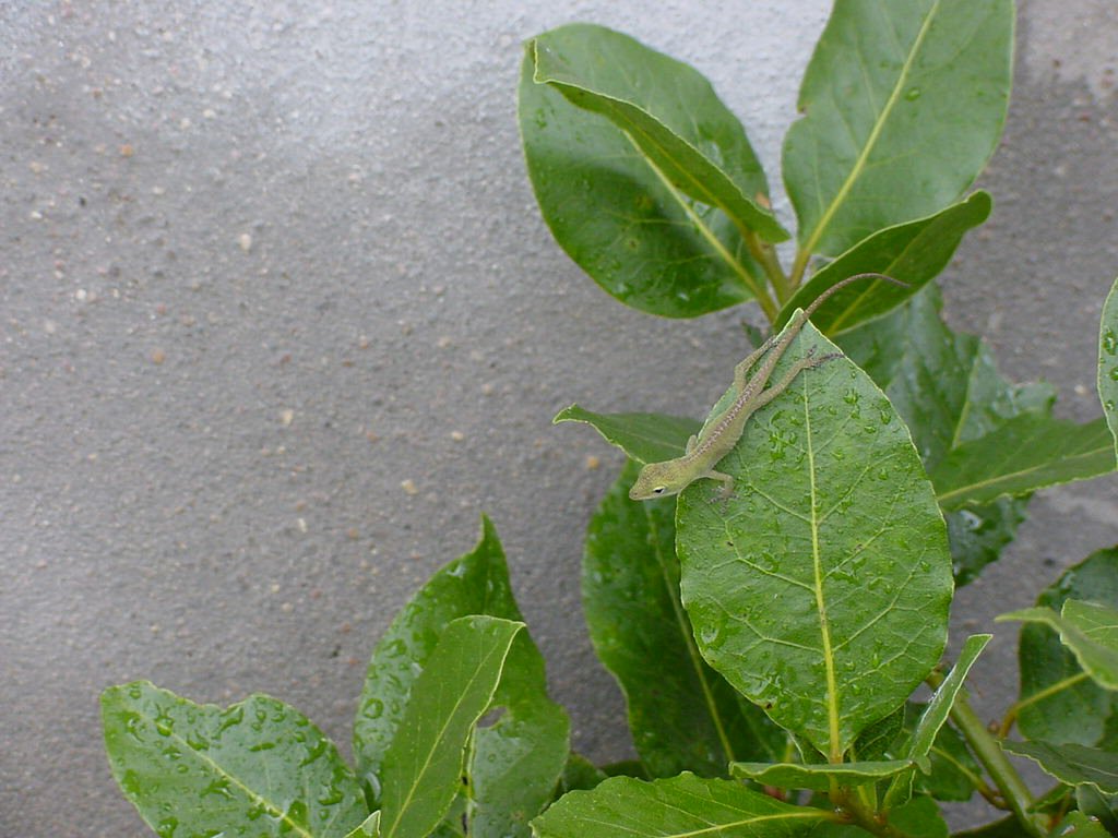 anole_with_bay_laurel1.jpg