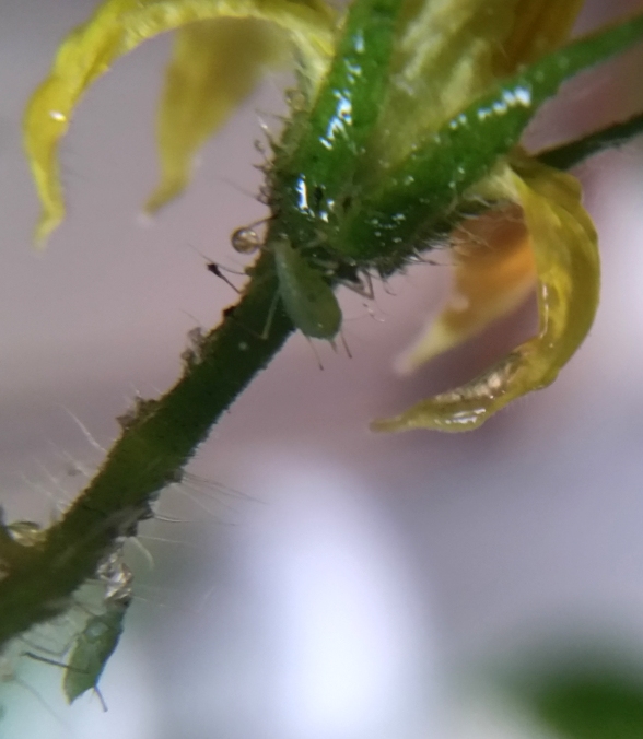 aphids_14.jpg