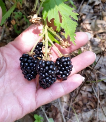 blackberries.jpg