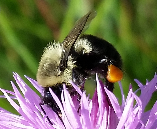 bumble_bee_4.jpg