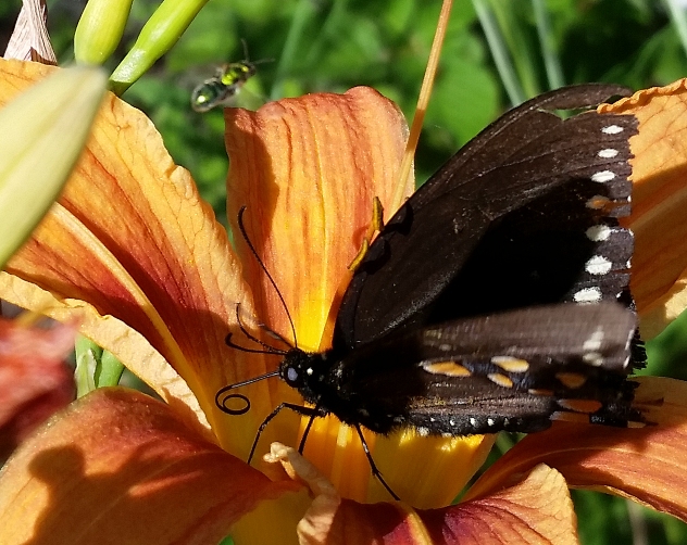 butterfly_on_lily_2.jpg