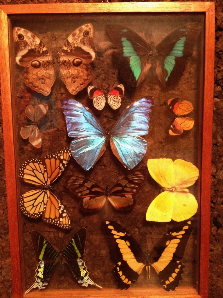 butterflycollection.jpg
